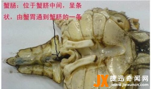 螃蟹哪里不能吃高清图 这四张图片告诉你螃蟹需要清除的部位
