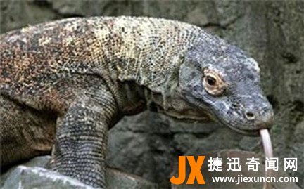【图】科莫多巨蜥吃人事件：渔夫闯入海岛被科莫多巨蜥杀死