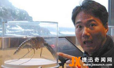 华丽巨蚊：世界上最大的蚊子吃人