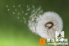 蒲公英的肾毒性有哪些？喝蒲公英水对肾的危害(肾阴虚