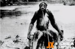 倒脚仙是啥？云南多地发现它身高1.4米，
