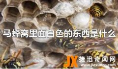 马蜂窝里面白色的东西是什么