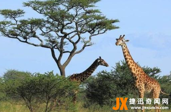 长颈鹿有多高