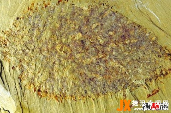 古代十大恐怖吓人的动物 幸好都已经灭绝了(忐忑不安)