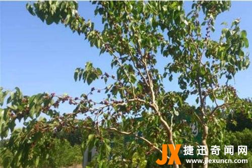 五树进宅,人穷家败