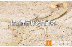 蝎子属于什么类动物(节肢动物)