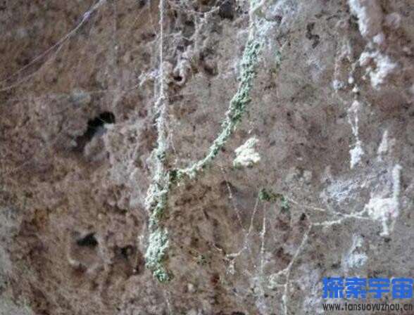 极限生命是什么？宇宙中是否也存在极限生命呢？地球上的生命极客