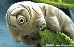 水熊虫寿命是多少年，具有不死之身即使