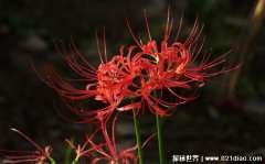 彼岸花花语是什么意思，绝望的爱/无尽的