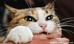 <b>为什么好多人被猫抓不打疫苗，基本上不</b>
