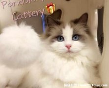 布偶猫价格多少钱一只，2千到2万不等(赛