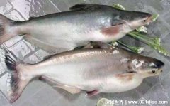 巴沙鱼是世界上最脏的鱼，以腐肉和垃圾
