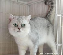 银渐层猫多少钱一只美短还是英短，贵贱