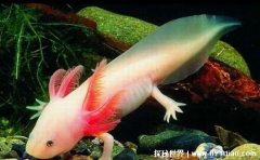 六角恐龙鱼怎么养，喂蚯蚓等小虫即可