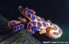 蓝环章鱼有多毒，碰一下就会被毒死(世界