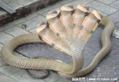 五头蛇是不是真实存在，存在但极其稀有