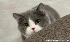 英短猫多少钱一只，价格两千到两万不等