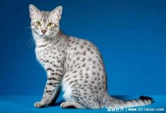 埃及猫多少钱一只，2000元以上(猫神贝斯