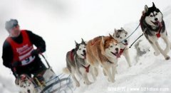 雪橇三傻是那三种狗，哈士奇/阿拉斯加