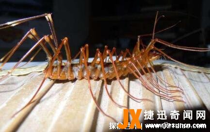 <b>蚰蜒有毒吗怎么读，因长相恐怖被误解的</b>