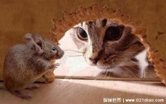 猫为什么吃老鼠，老鼠含有猫所需的营养