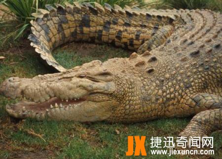 湾鳄
