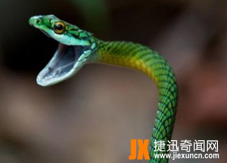 蛇