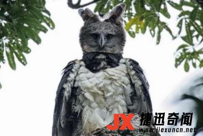 世界上最强大的猛禽排名前十名 世界最强猛禽排行榜前十名盘点 1