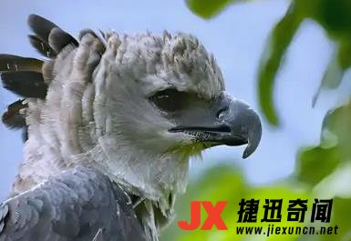 世界上最强大的猛禽排名前十名 世界最强猛禽排行榜前十名盘点 2