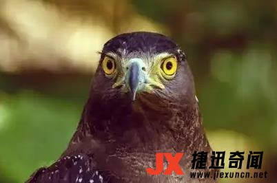 世界上最强大的猛禽排名前十名 世界最强猛禽排行榜前十名盘点 4